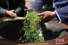 黄山毛峰开园 数字科技为百年名茶“画像”